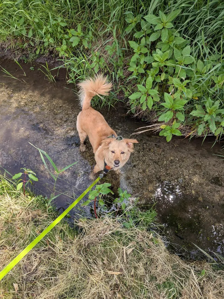 Nanuk in the water